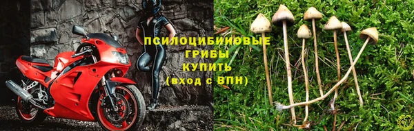 бошки Аркадак